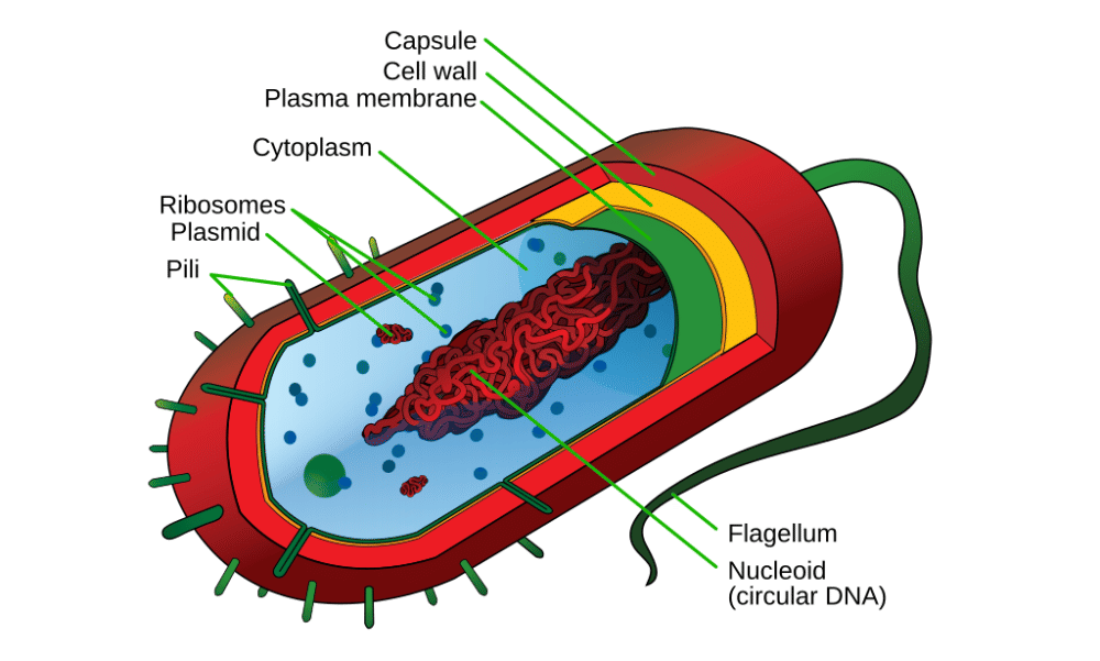 Prokariotik (commons.wikimedia.org/Mariana Ruiz Villarreal)