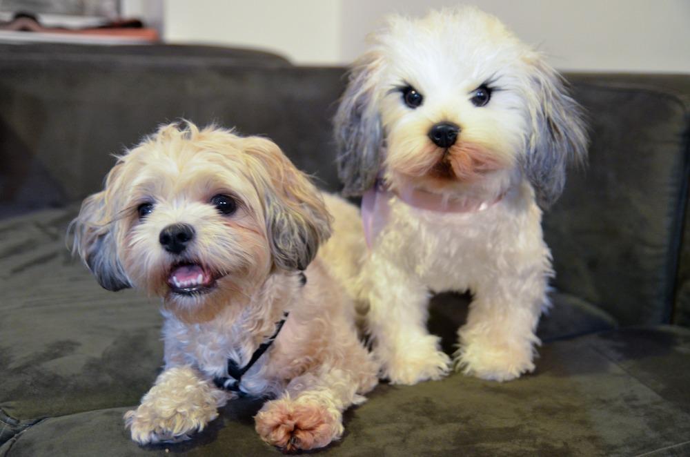 https://cdn.idntimes.com/content-images/post/20170417/cuddle-clones2-18c0dcb0bf56a960a268b0224051fbbe.jpg