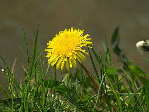 http://cdn.idntimes.com/content-images/post/20160229/dandelion1-aphotoflora-9ad4d68c7abc669fea1d6860a2a58e4a.jpg