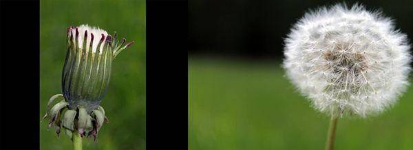 http://cdn.idntimes.com/content-images/post/20160229/dandelion2-jadi-d8e349c544e0370a4df000e39cc2cc68.jpg