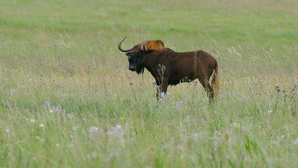 Nyumbu hitam jantan mampu menghasilkan suara lantang yang terdengar sampai jarak jauh. (commons.wikimedia.org/Bernard DUPONT)