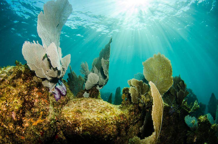 https://cdn.idntimes.com/content-images/post/20171214/diving-grace-bay-beach-16a793d09f4965e039733d6770533a7b.jpeg