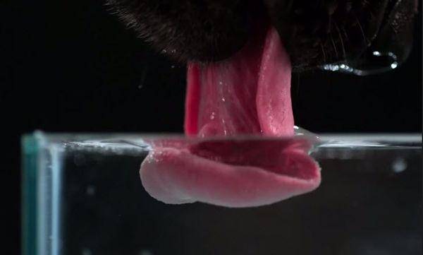 http://cdn.idntimes.com/content-images/post/20160229/dog-urdogs-bc53d21057287bc5ab6ef56bc23f1cfd.jpg
