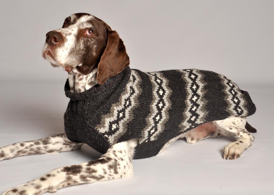 https://cdn.idntimes.com/content-images/post/20170417/dogapparel-b17b71ce814cc7666ec14b131479e11b.jpg