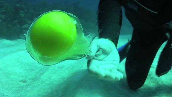 http://cdn.idntimes.com/content-images/post/20160229/egg-scubadiverlife-4a23254479d0a098ab2773edaaf49af0.jpg