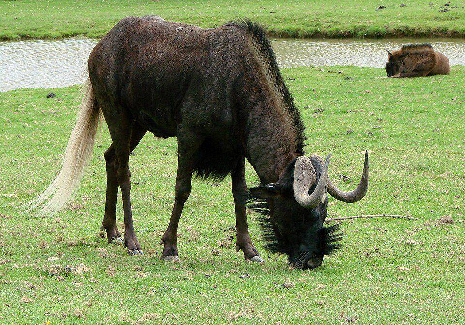 nyumbu hitam yang sedang makan di padang rumput (commons.wikimedia.org/Vassil)