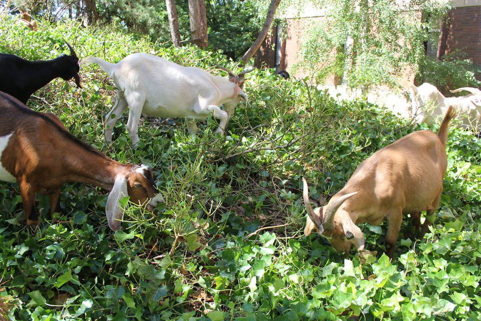 https://cdn.idntimes.com/content-images/post/20170417/goatrenting-afce2d99c2738b4393fb010810c869be.jpg