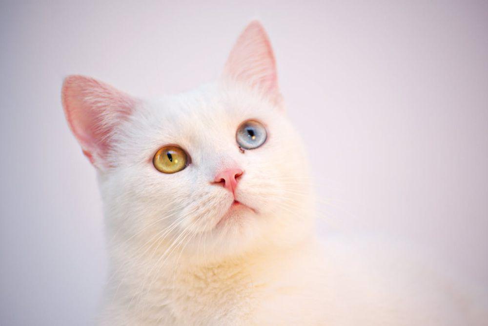 Apakah Anabulmu Happy? Cara Kucing Tunjukkan Kebahagiaannya