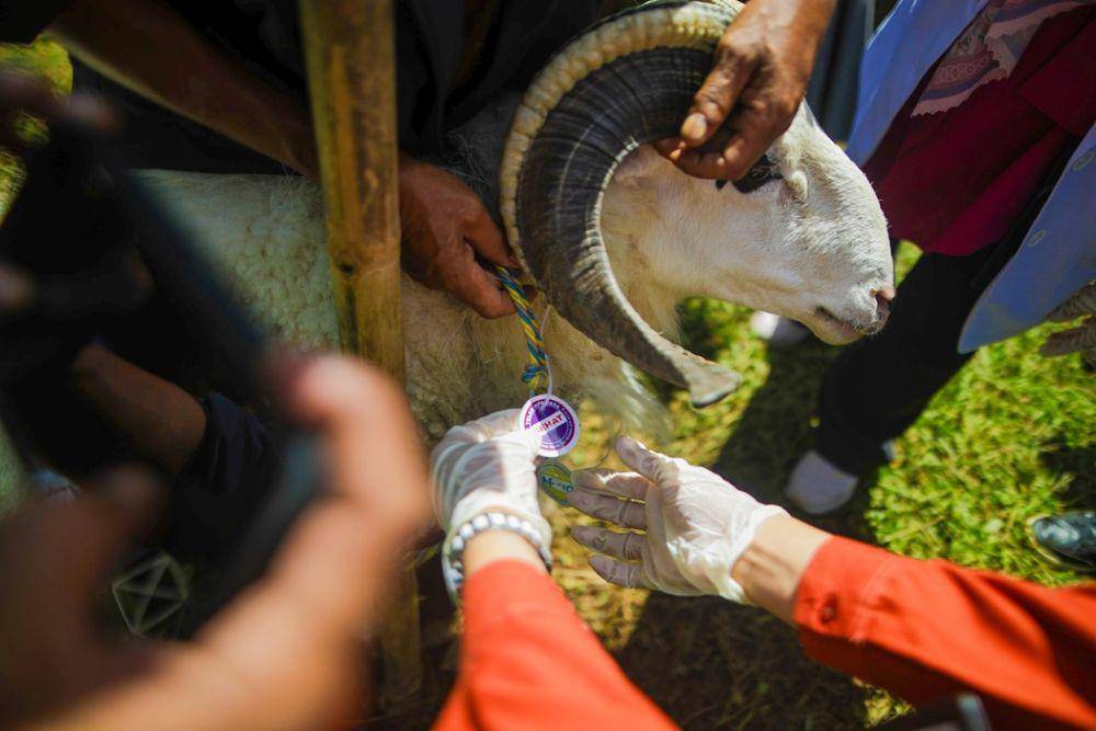 Kambing kurban yang dijual di Pusat Perakitan dan Modernisasi Peternakan dan Kesehatan Hewan (PPMPKH), Jalan Pajajaran, Kota Bogor, Selasa (27/5/2025). (Humas Pemkot Bogor).