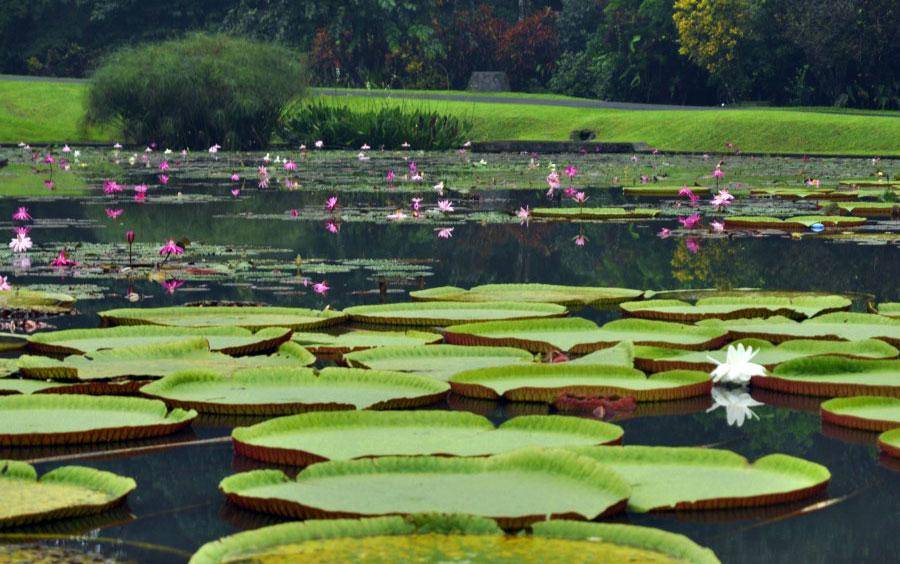 https://cdn.idntimes.com/content-images/post/20171212/kebun-raya-bogor-c85d6d2b809d97126bc597bde3a5cd10.jpg