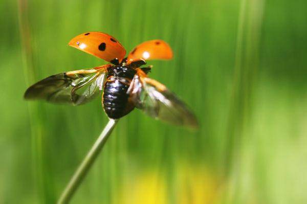 http://cdn.idntimes.com/content-images/post/20160229/ladybug-flickr-186b3f0b63d495b3e250399dd31d59d8.jpg
