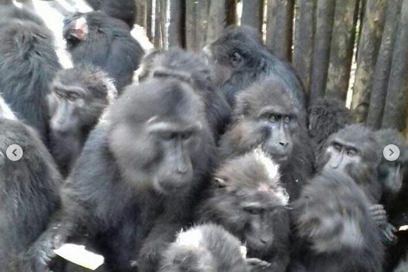 https://cdn.idntimes.com/content-images/post/20180324/macaca-1-ed37f777ba0ef509f2a93b85fa29bd26.JPG