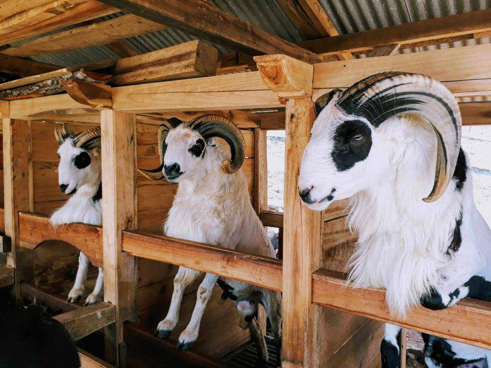 Bolehkah Membeli Hewan Qurban Nyicil?