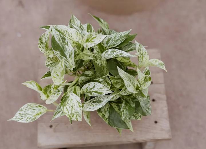 ilustrasi tanaman pothos marble queen (etsy.com/FloralVibesLLC)