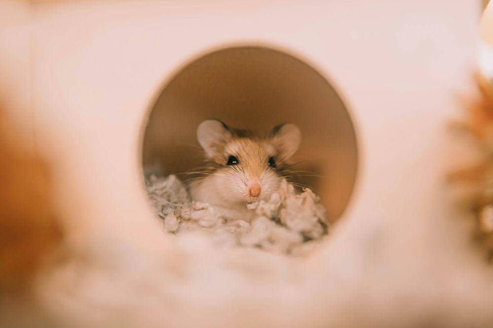 ilustrasi Hamster Roborovski (unsplash.com/@sunira)