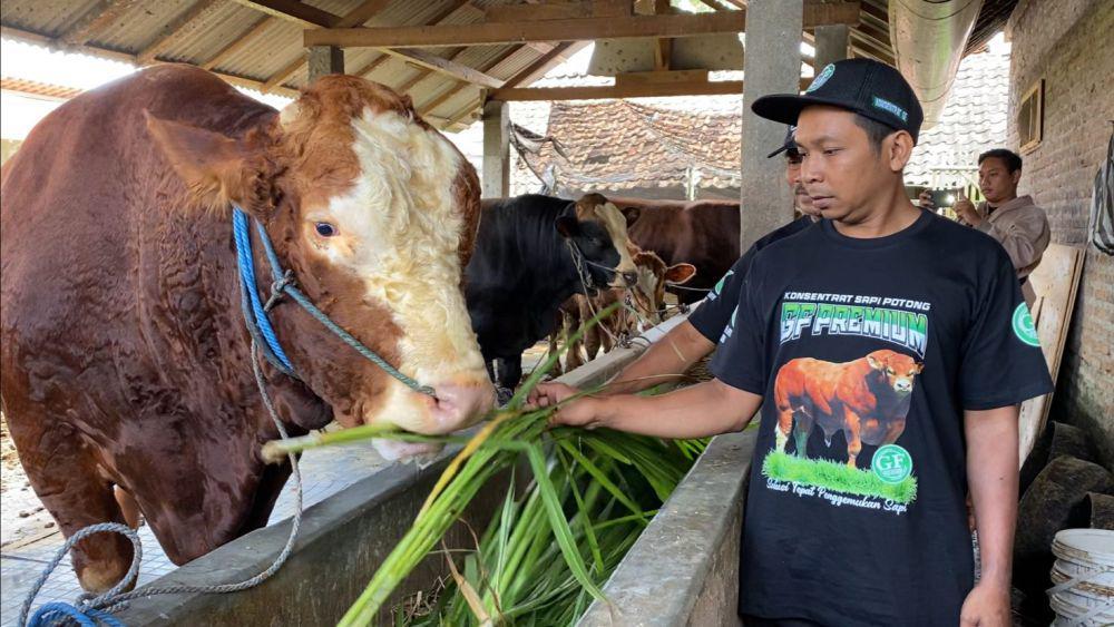Sapi Glewo milik peternak di Blitar yang dibeli Prabowo untuk kurban. IDN Times/istimewa