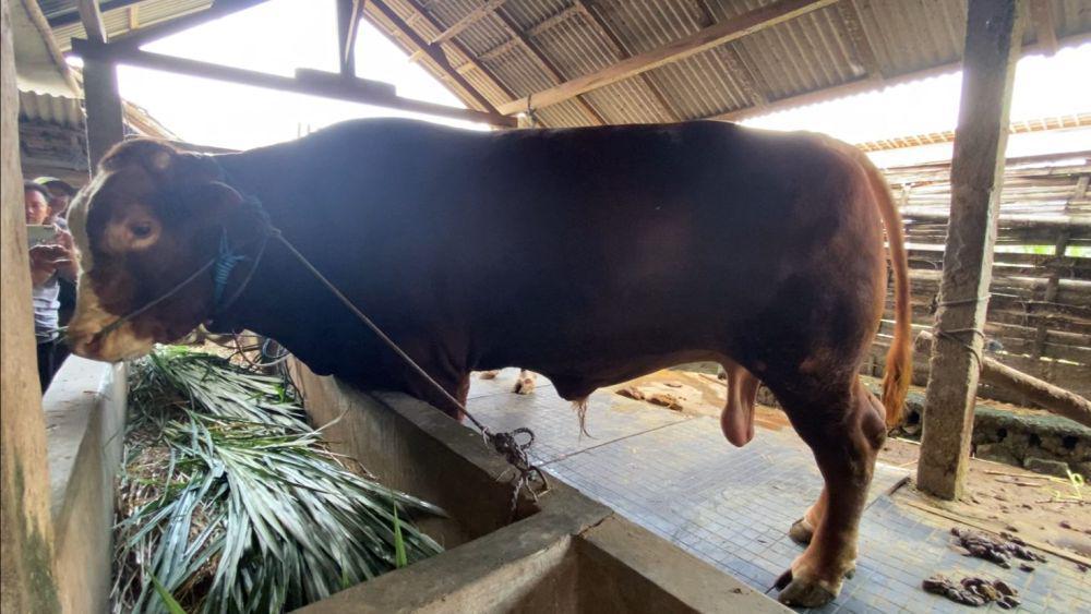 Inilah Glewo, Sapi Presiden Prabowo Dibeli dari Peternak Blitar