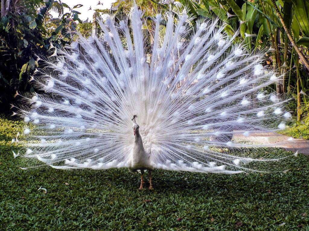 https://cdn.idntimes.com/content-images/post/20180221/10-flickr-com-hastuwi-48a4d59cb72f7126c4ccc90cc05f445b.jpg
