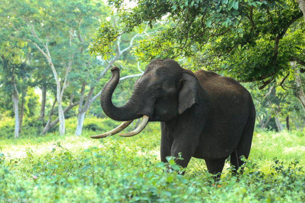 ilustrasi gajah (pexels.com/Venkat Ragavan)