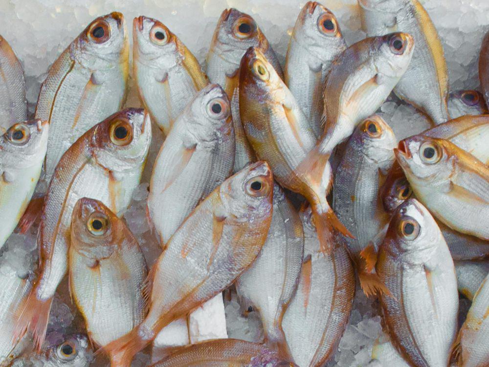 4 Tips Menyimpan Ikan Basah agar Tidak Rusak dan Berbau Menyengat