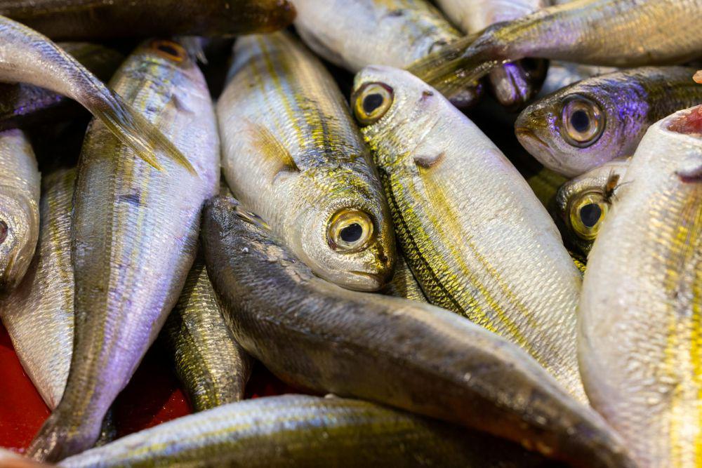 Box O'Fish Karya Peneliti Undip Bantu Nelayan Simpan Ikan Lebih Lama