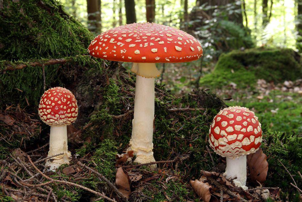Kingdom fungi (commons.wikimedia.org/Holleyday)