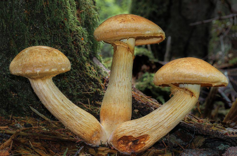 Fungi (commons.wikimedia.org/Caleb Brown)