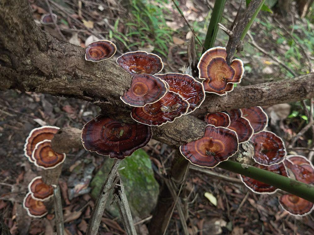 Fungi (commons.wikimedia.org/Nativeplants Garden)