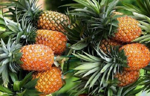 https://cdn.idntimes.com/content-images/post/20170411/2016-08-15-02-26-43httpenmediahallo-tlmobile-news20160323efek-samping-dari-mengkonsumsi-buah-nanas-30622f9c9fe5cb9732b51928de86de1c.jpg