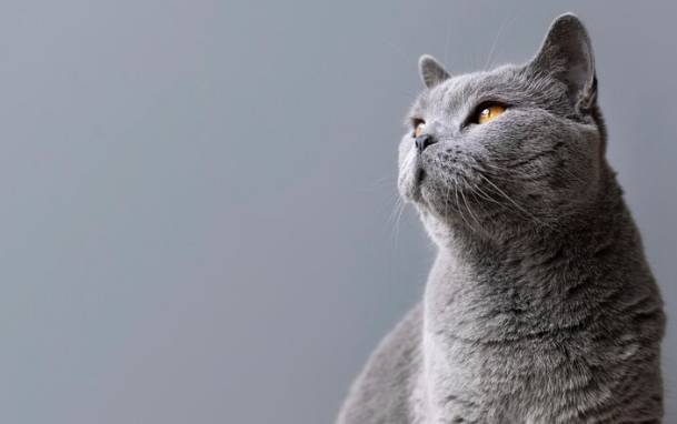 ilustrasi kucing