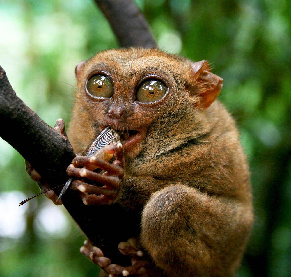 https://cdn.idntimes.com/content-images/post/20180221/4-blognationalgeographic-org-2a4699d56e6163c6f49bdf17759425fe.jpg