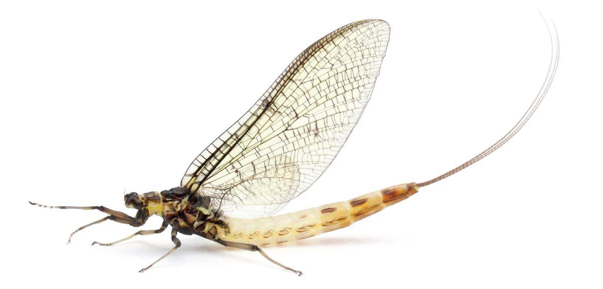 https://cdn.idntimes.com/content-images/post/20161208/487359-mayfly-high-resolution-58168a0a807294b83c3e17b36096fc05.jpg