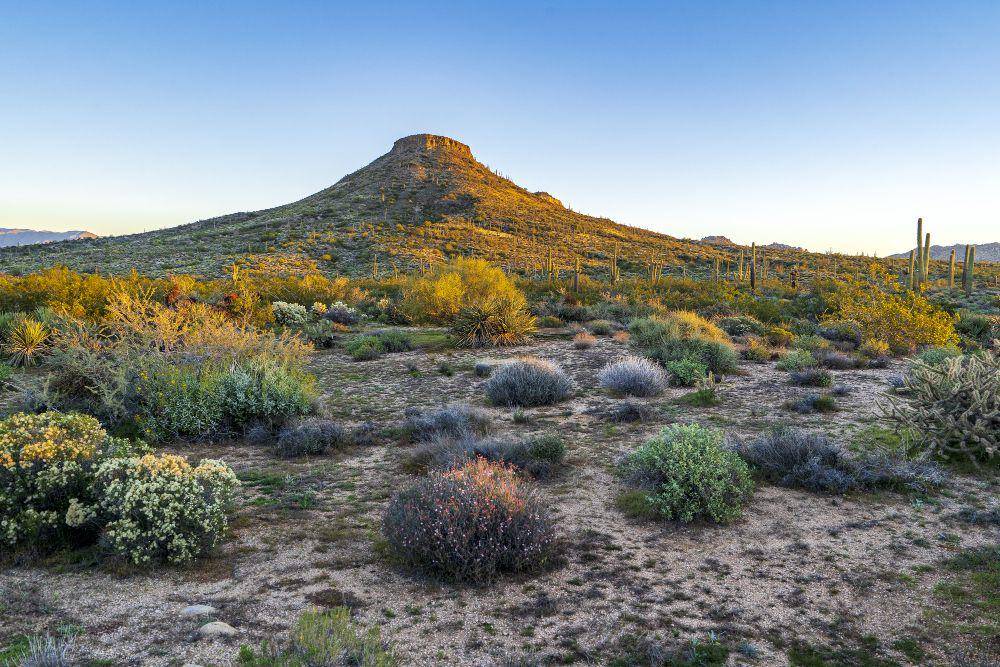 Ilustrasi New Mexico (freepik.com/wirestock)