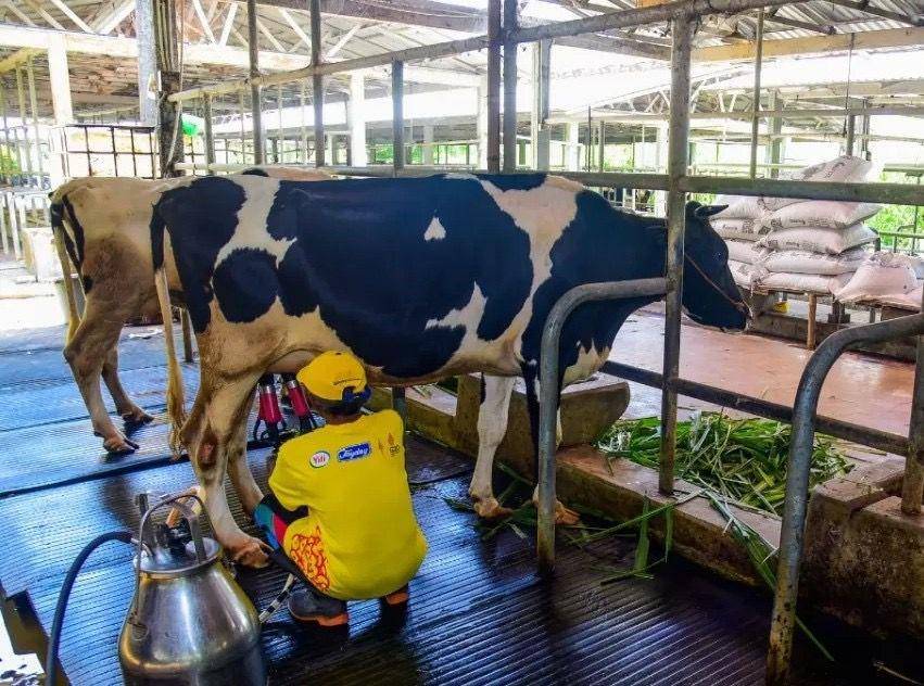 Peternak sapi di Boyolali mendapat dukungan sambungan listrik baru dengan daya 164 kilo Volt Ampere (kVA) dari PLN UID Jawa Tengah dan DI Yogyakarta melalui program elektrifikasi agrikultur. (Dok. PLN)