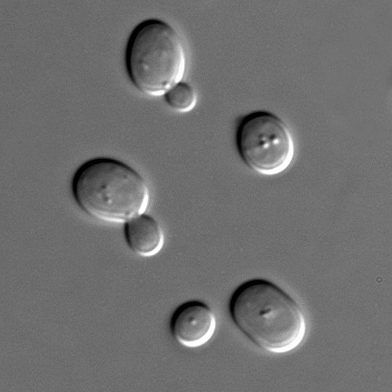 https://cdn.idntimes.com/content-images/post/20160930/800px-s-cerevisiae-under-dic-microscopy-97cf96f4523010e376a8d9add197752c.jpg