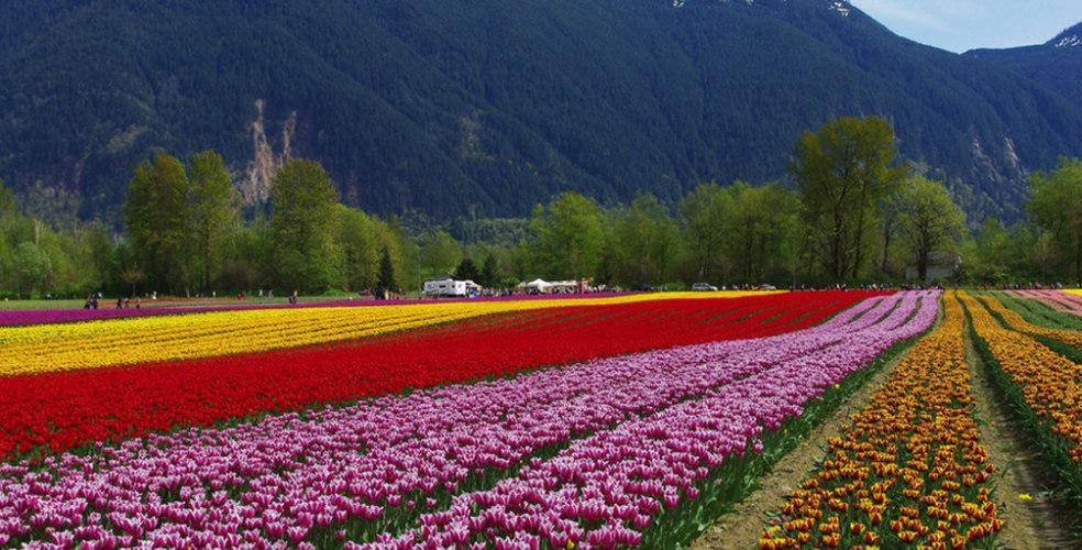 https://cdn.idntimes.com/content-images/post/20170730/agassiz-tulip-festival-2015-11-984x500-640d28d5844271b939caf6153c5f4a12.jpg