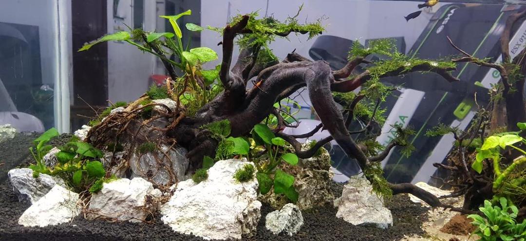 https://cdn.idntimes.com/content-images/post/20180326/akuarium-febri-1-faf4bba73278b21119a33c5f3a466f95.jpeg