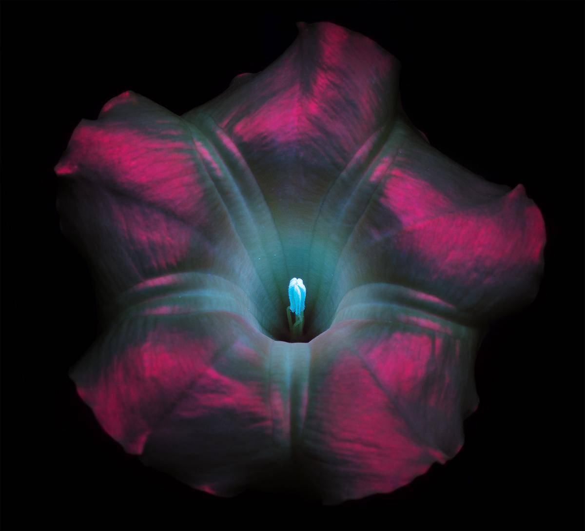 https://cdn.idntimes.com/content-images/post/20170324/angels-trumpet-small-1-8cccefc0e391ead62d1ce432180be712.jpg