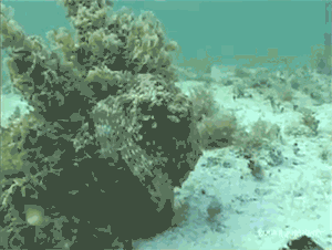 https://cdn.idntimes.com/content-images/post/20170818/b11-2b9fd7468d03f6c06d846c716d83b7ab.gif