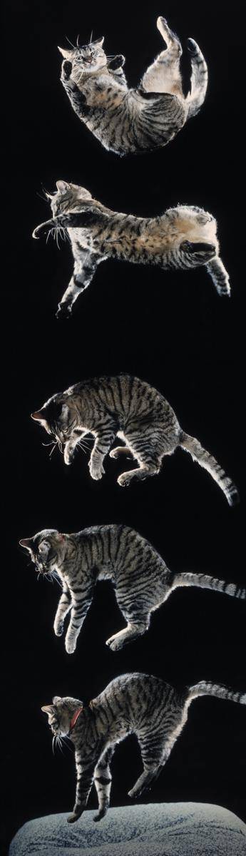 https://cdn.idntimes.com/content-images/post/20161109/b5-93833691f7ab6432a49e4dd9a43a1f3c.jpg