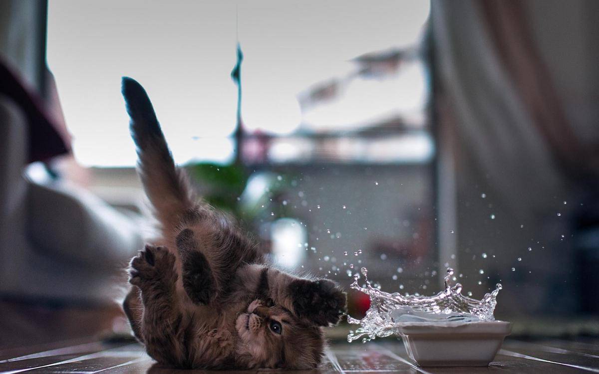 https://cdn.idntimes.com/content-images/post/20161109/b7-0e71087890333a466f749ebc2d4ee1d7.jpg
