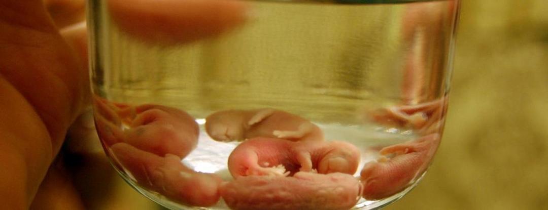 https://cdn.idntimes.com/content-images/post/20170801/baby-mice-wine-anggur-ekstrim-dari-bayi-tikus-dari-china-1300x500-5907e81ac04324ed14463923f8239c25.jpg