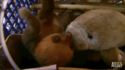 https://cdn.idntimes.com/content-images/post/20170517/c17-4b0ae0cfe947d98a2aabd744756ca604.gif