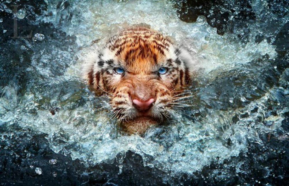 https://cdn.idntimes.com/content-images/post/20170426/c22-89064484f026412be2cbed412287666b.jpg