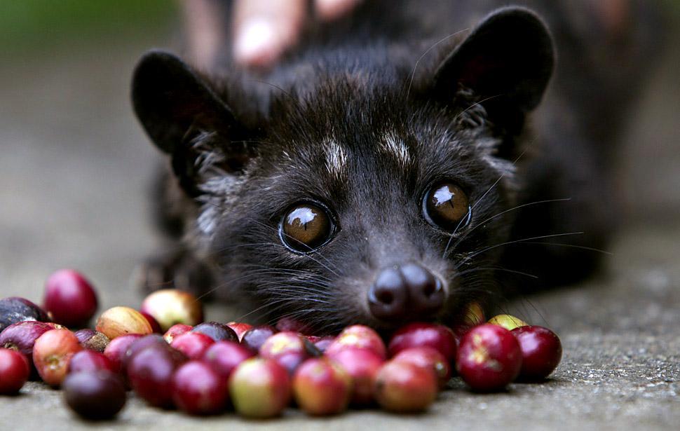 http://cdn.idntimes.com/content-images/post/20160617/cat-poop-coffee-ea04024341a3f8d18ab0b6020f64ee81.jpg