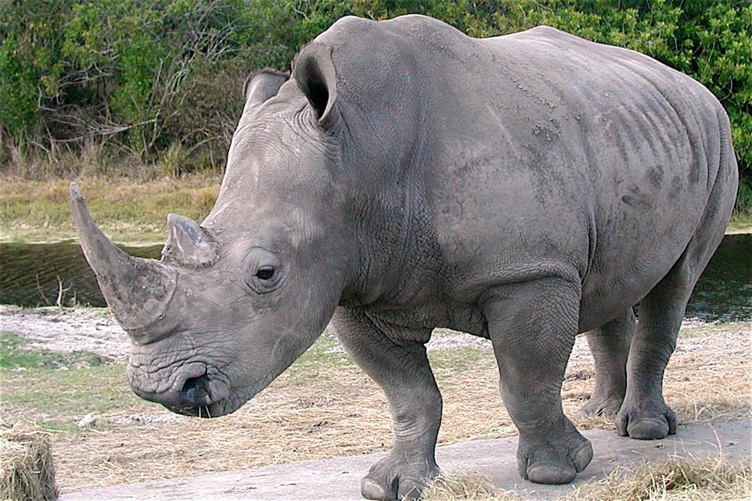 https://cdn.idntimes.com/content-images/post/20171025/ceratotherium-simum-kwh-2-e7a404eede63d143aa8b81dd714b79c0.jpg