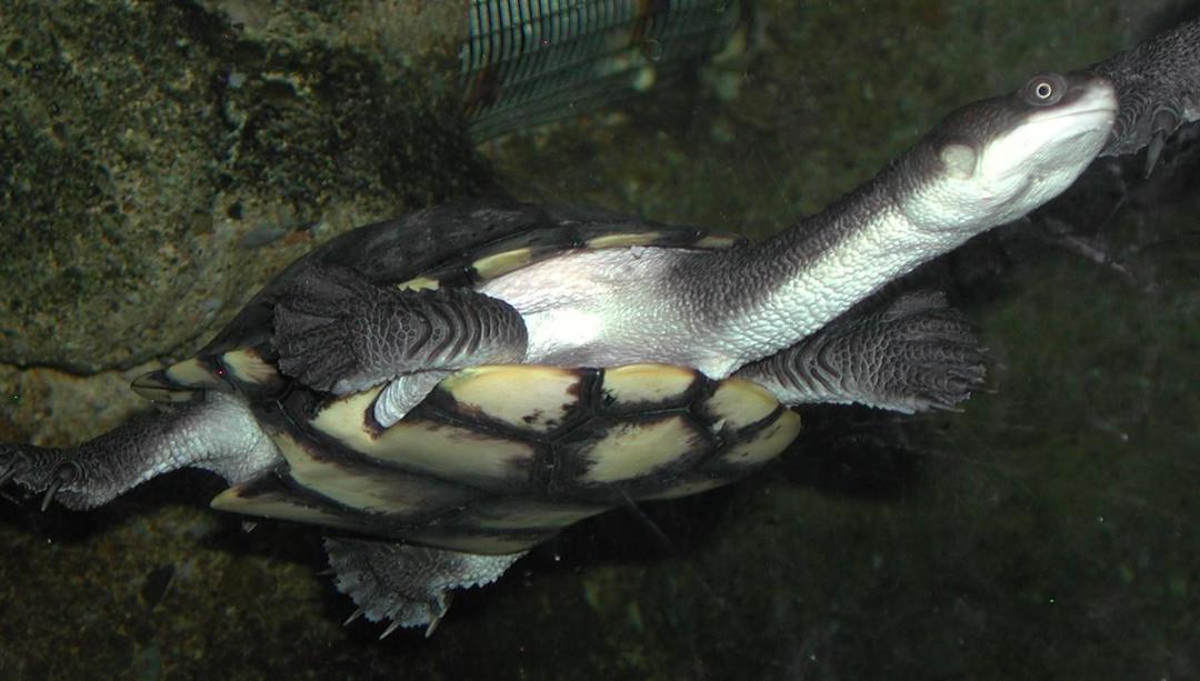 https://cdn.idntimes.com/content-images/post/20171025/chelodina-mccordi-2666d2add20139ada8079ac1d777c2a2.jpg