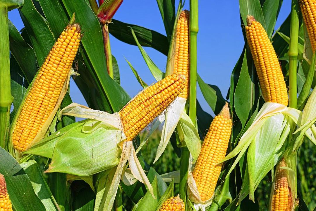 https://cdn.idntimes.com/content-images/post/20180220/corn3001-1-7e88ab49a39815d2cf9dc0557dc8af92.jpg