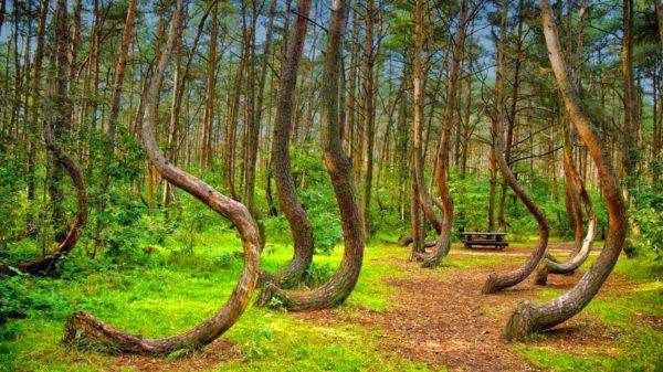 https://cdn.idntimes.com/content-images/post/20180424/crooked-forest-in-poland-600x337-6009443726656a2fda88ad24dc834281.jpg