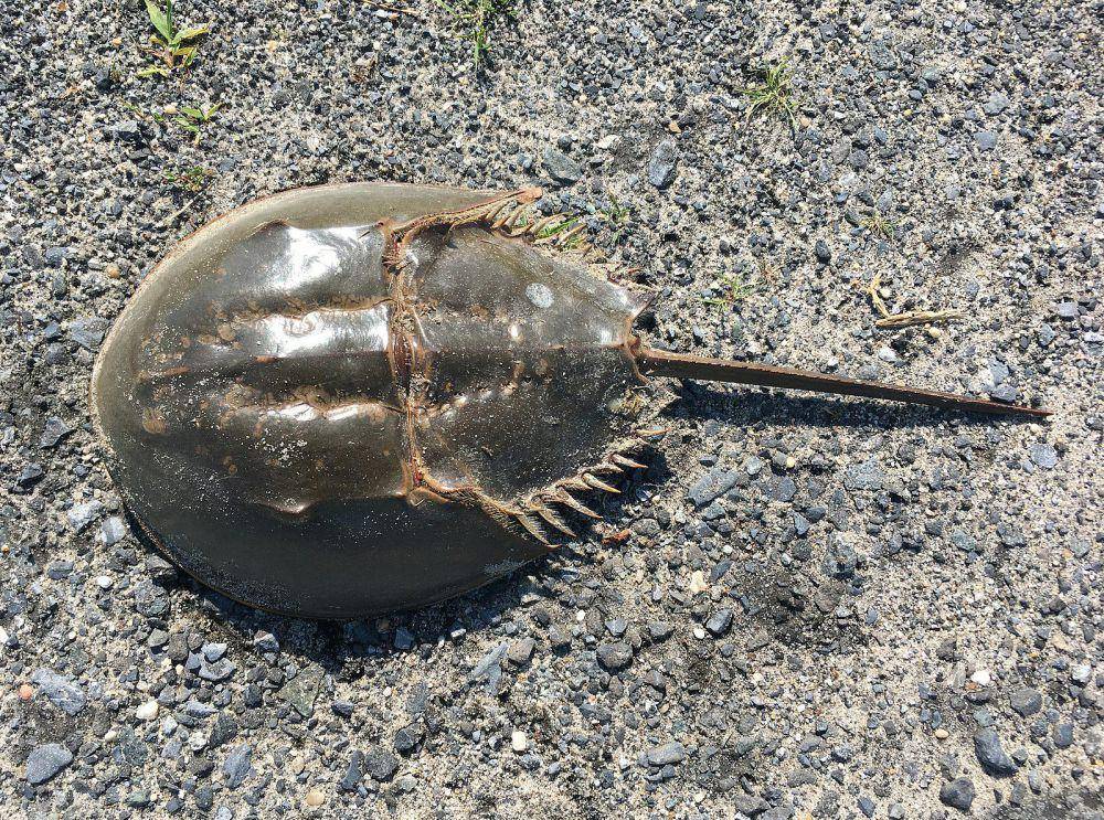 Kepiting tapal kuda (commons.wikimedia.org/Kaldari)